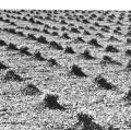 The Story of Wine in California