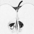 Scope (Fall, 1955)
