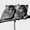 Living Mammals of the World