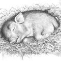 Baby Farm Animals