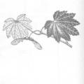 A Natural History of Western Trees