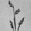 Texas Range Grasses