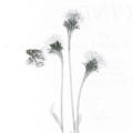 Wild Flowers of Western Pennsylvania and the Upper Ohio Basin