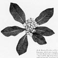 Flowering Trees of the Caribbean. 30 Paintings by Bernard and Harriet Pertchik