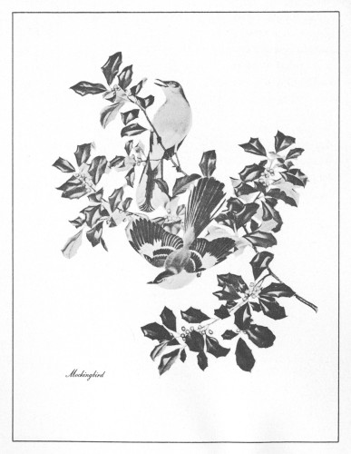 Menaboni’s Birds