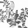 Menaboni’s Birds