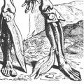 The Illustrations from the Works of Andreas Vesalius of Brussels