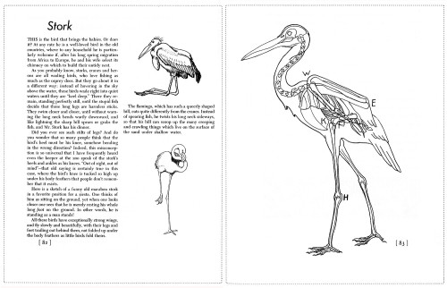 Animal X-Rays: A Skeleton Key to Comparative Anatomy