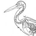 Animal X-Rays: A Skeleton Key to Comparative Anatomy
