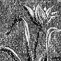 Essays, First and Second Series
