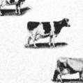 Cattle Husbandry