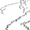 The Geese Fly High