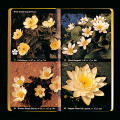 Audobon Society Field Guides