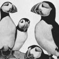 Puffins