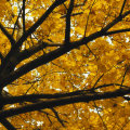 “Seasons” fund raising series