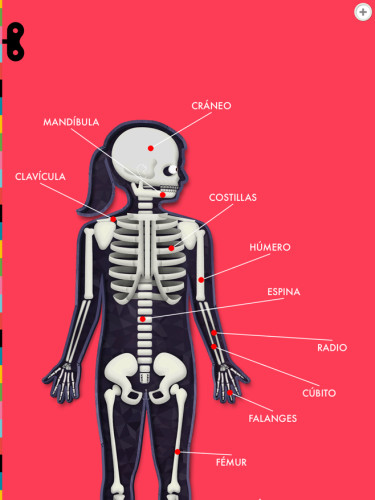 The Human Body