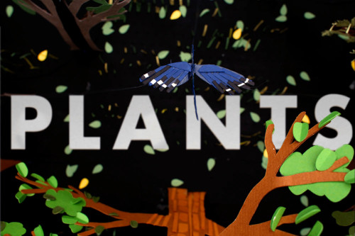 Paper to Plants