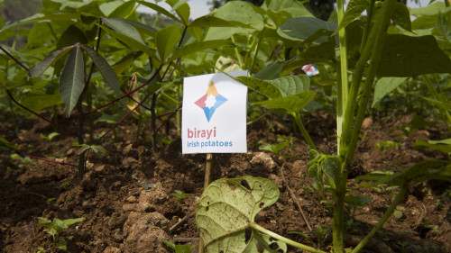Asili: co-creating the future in the Democratic Republic of the Congo